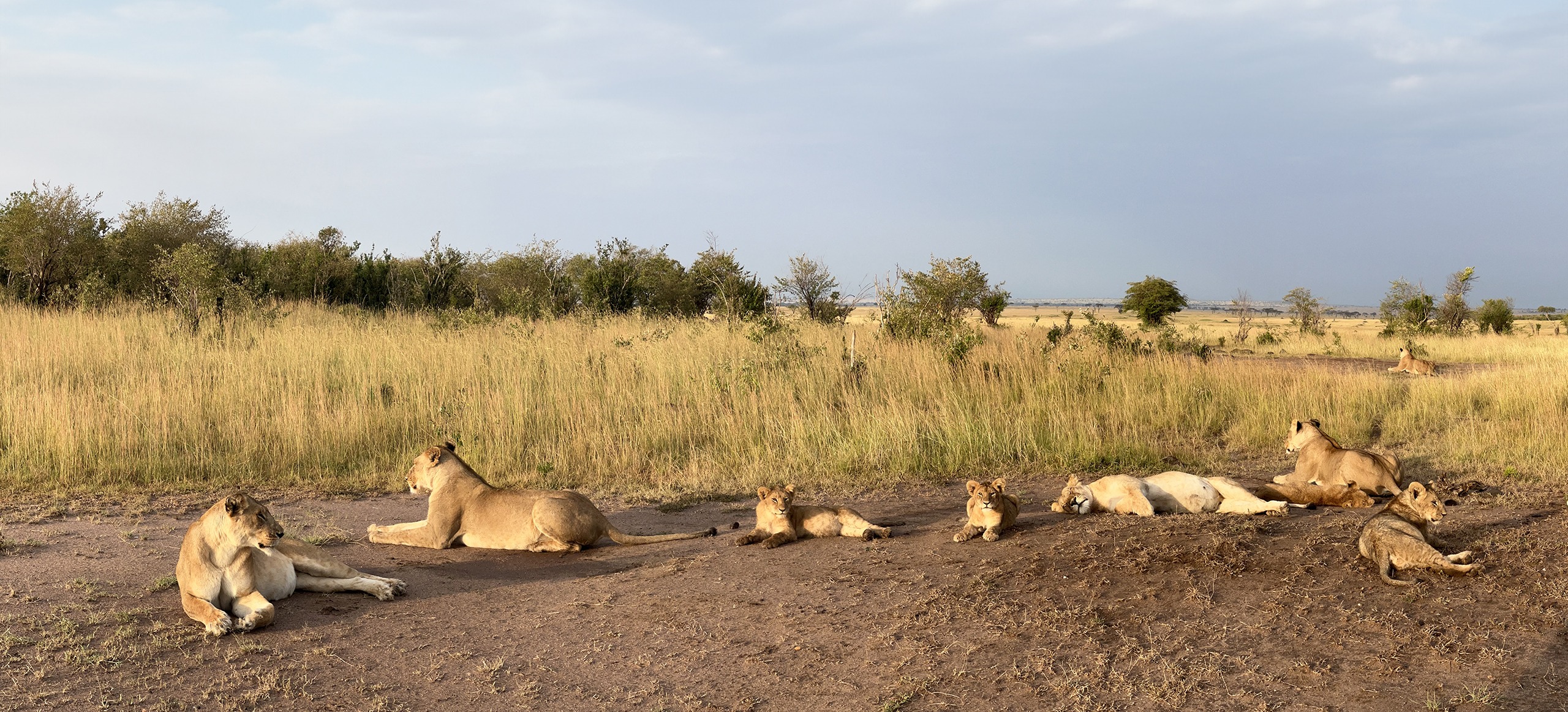 Safari Tours | Header Picture | Lions lying down in the Serengeti | Navel of Africa | Safari Tours | www.navelofafrica.com