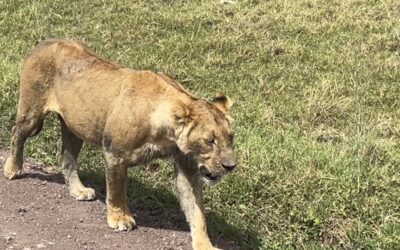 Tanzania Safari with Kids