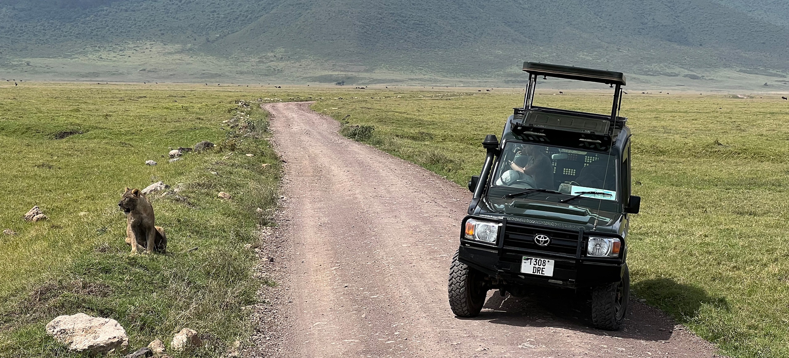 Safari Tour 4: The Wild Heart of Tanzania – Mahale & Katavi Adventure | Jeep on a street with a lion on the side | Navel of Africa | Safari Tours | www.navelofafrica.com