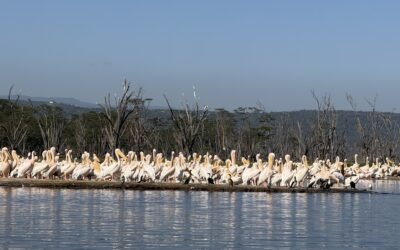 Best Time to Visit Serengeti for the Great Migration