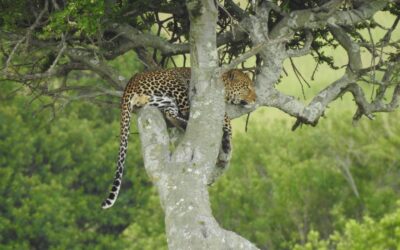 How Much Does a Private Safari in Tanzania Really Cost?