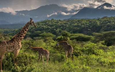Solo Traveler’s Guide to Tanzania Safari